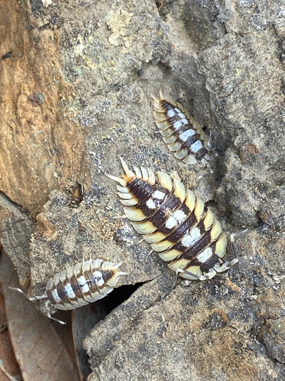 Porcillio Expansus orange” isopod shown up close, highlighting its segmented body and distinct texture.