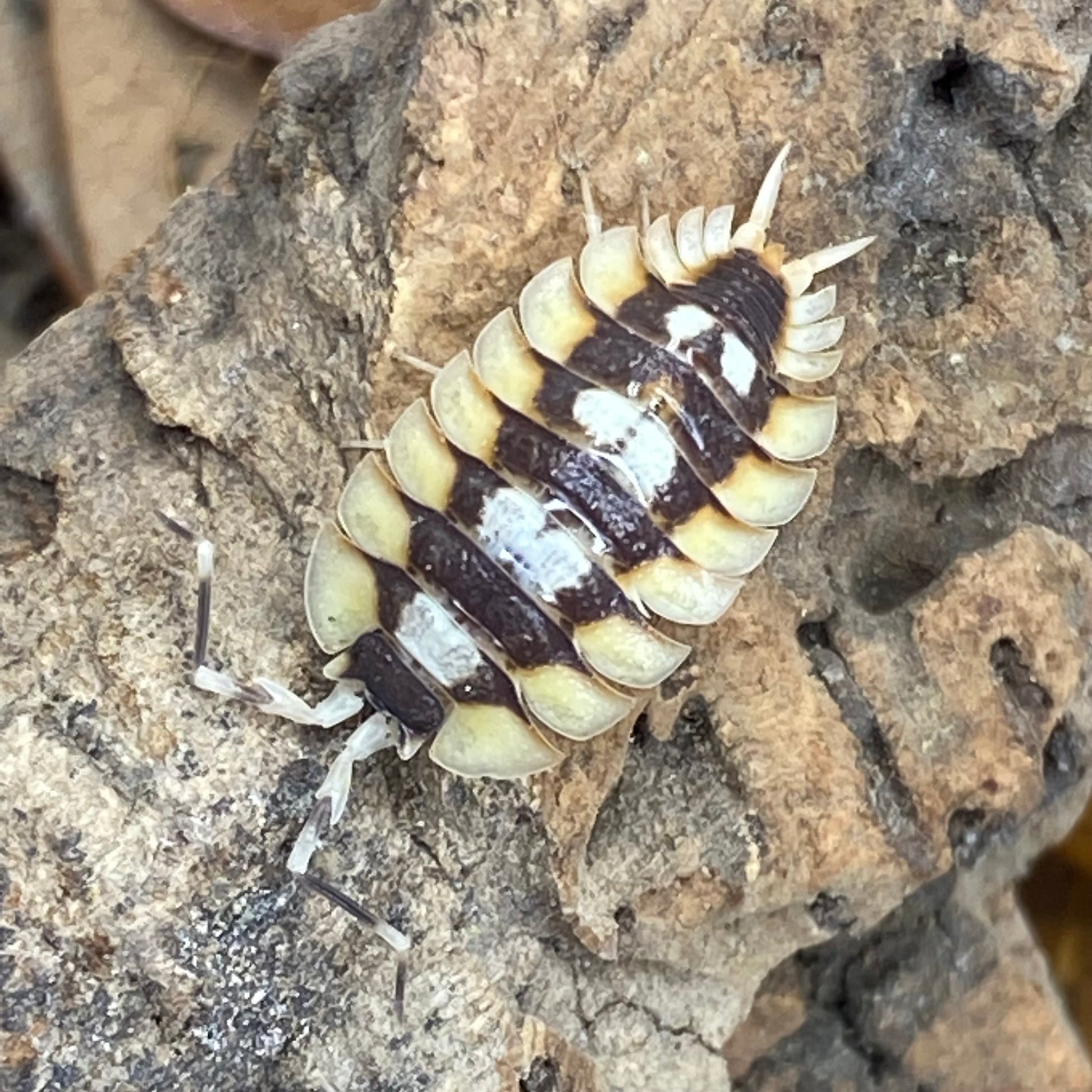 Close-up of a Porcillio Expansus “orange” isopod on a rock.