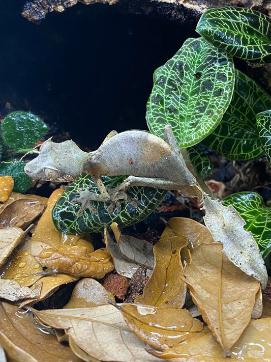 Uroplatus Phantasticus gecko perched on a branch, showcasing its unique leaf-like tail and intricate camouflage. Shipping details apply.