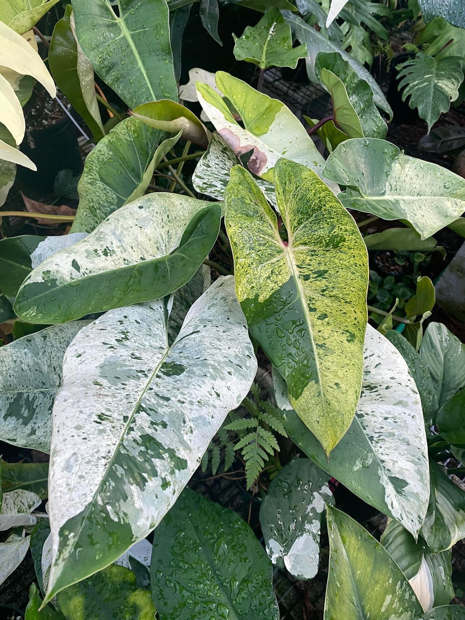 Variegated Philodendron Ilsemanii Next World Exotics Rare Plants