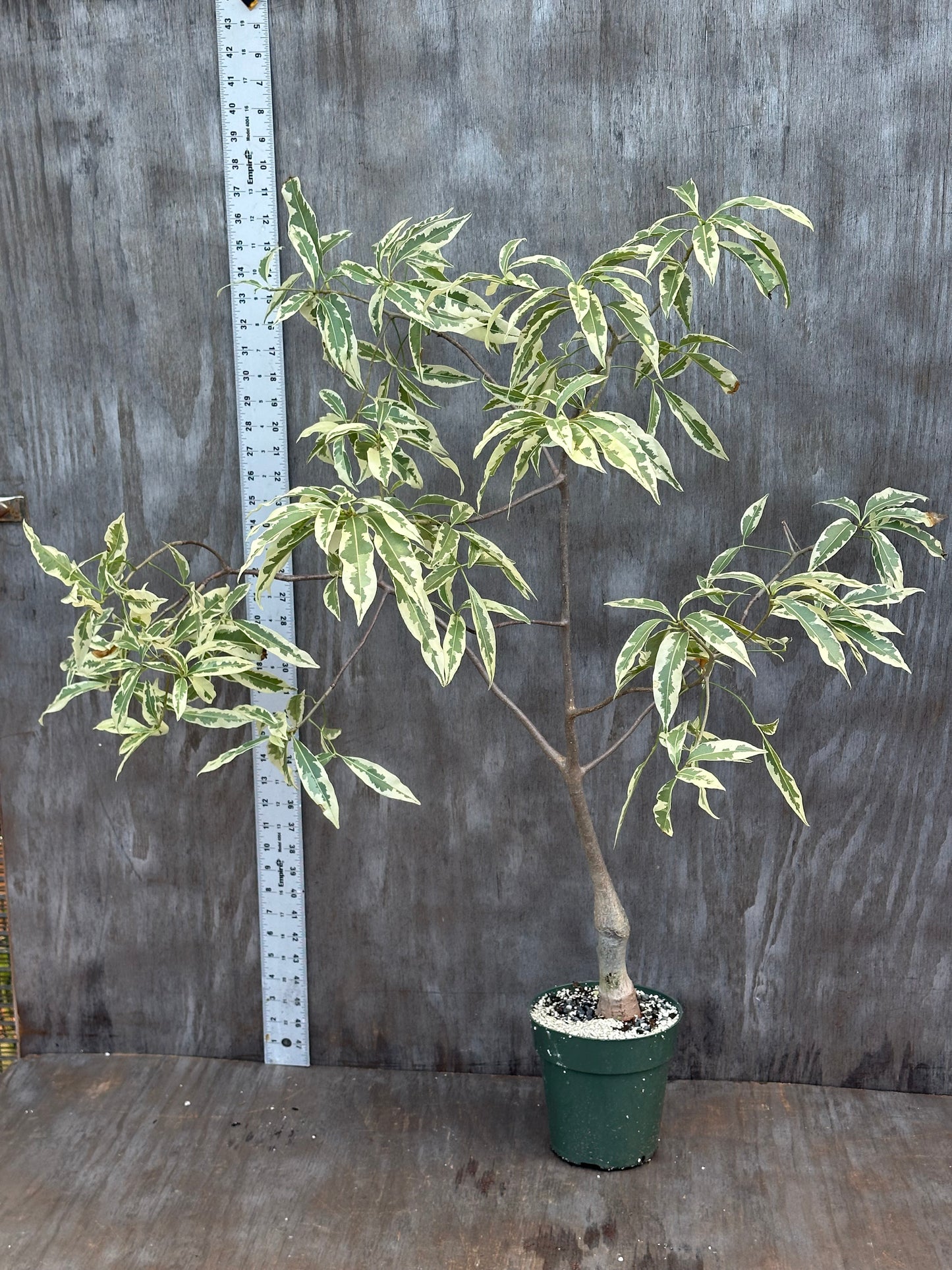 Adansonia 'Baobab' Variegated