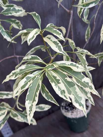 Adansonia 'Baobab' Variegated