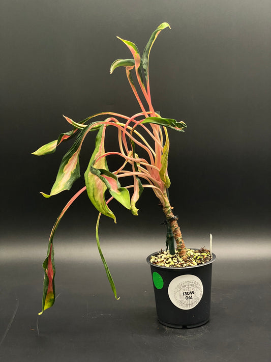 Aglaonema sp. 'Flying Squid' (130W041) in a black nursery pot, featuring long, narrow pink and green variegated leaves, staked for support.