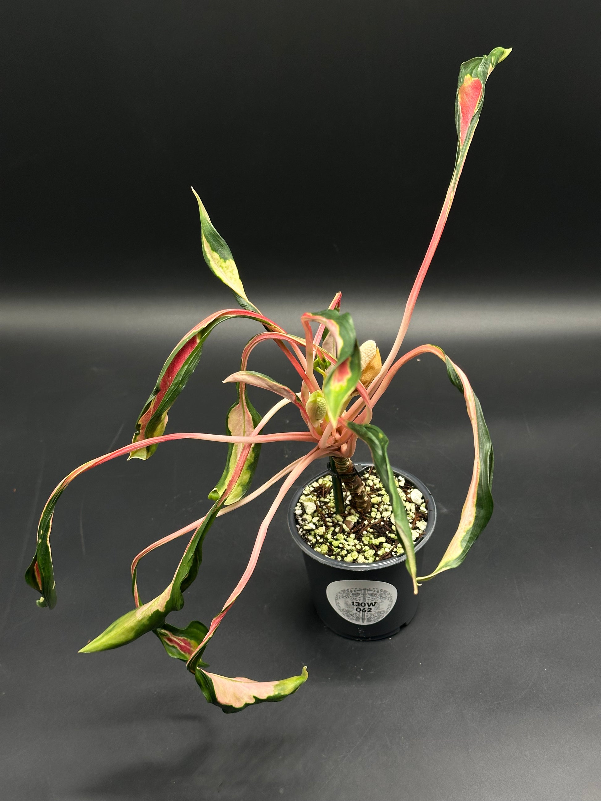 aglaonema bulb Aglaonema sp. 'Flying Squid' (130W062)
