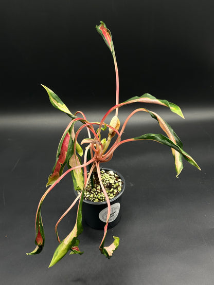 Aglaonema sp. 'Flying Squid' in a 5-inch pot, featuring slender, arching leaves with green, cream, and pink variegation, supported by pinkish petioles.