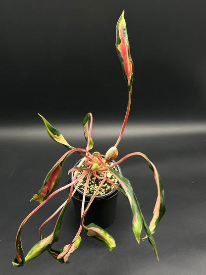 Aglaonema sp. 'Flying Squid' in a 5-inch pot, featuring long, narrow variegated leaves with deep green, pink, and cream hues; a new leaf unfurls at the crown.