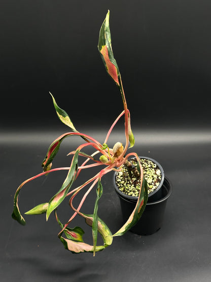 Aglaonema sp. 'Flying Squid' in a 5-inch pot, featuring wavy, variegated leaves in green, pink, and cream with new pinkish stems in a black nursery pot.