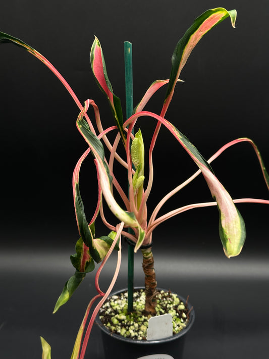 Aglaonema sp. 'Flying Squid' with pink-edged, variegated leaves, staked in a 5-inch nursery pot with perlite-rich soil.