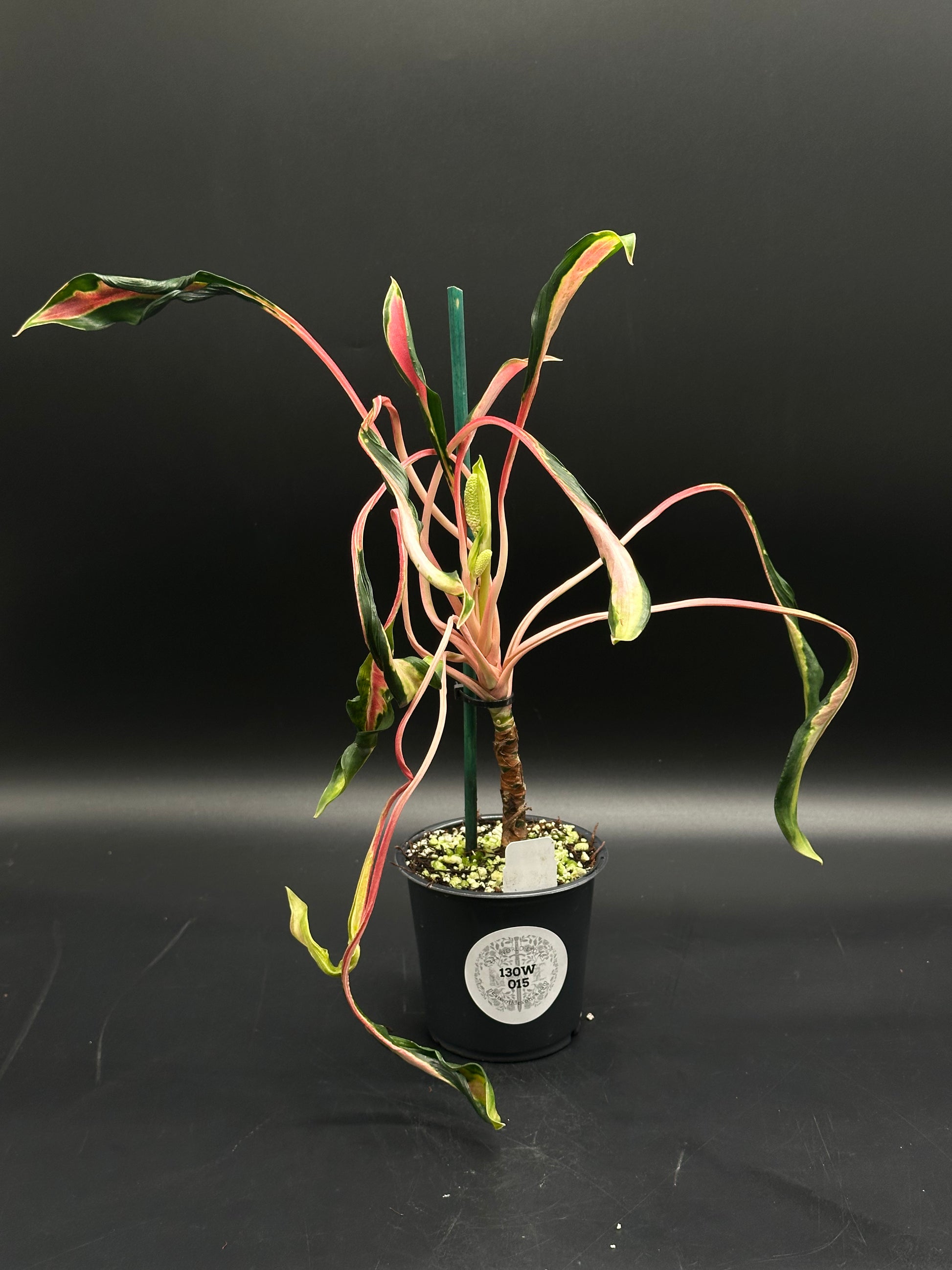 aglaonema sp variegata Aglaonema sp. 'Flying Squid' (130W015)