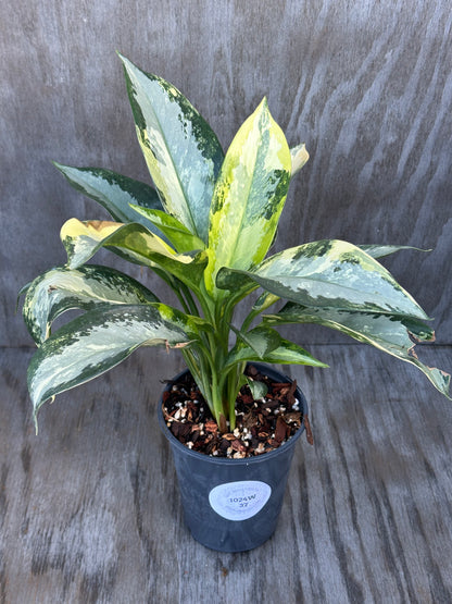 Aglonema Suvarnabhumi Variegated 'Airport' in 4-inch pot, showcasing lush green and white leaves, perfect for exotic houseplant collectors.