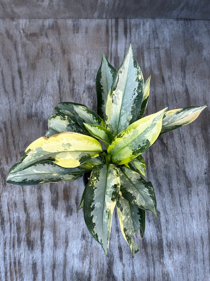 Aglonema Suvarnabhumi Variegated 'Airport' plant in a 4-inch pot, showcasing its unique variegated leaves, ideal for exotic houseplant enthusiasts.