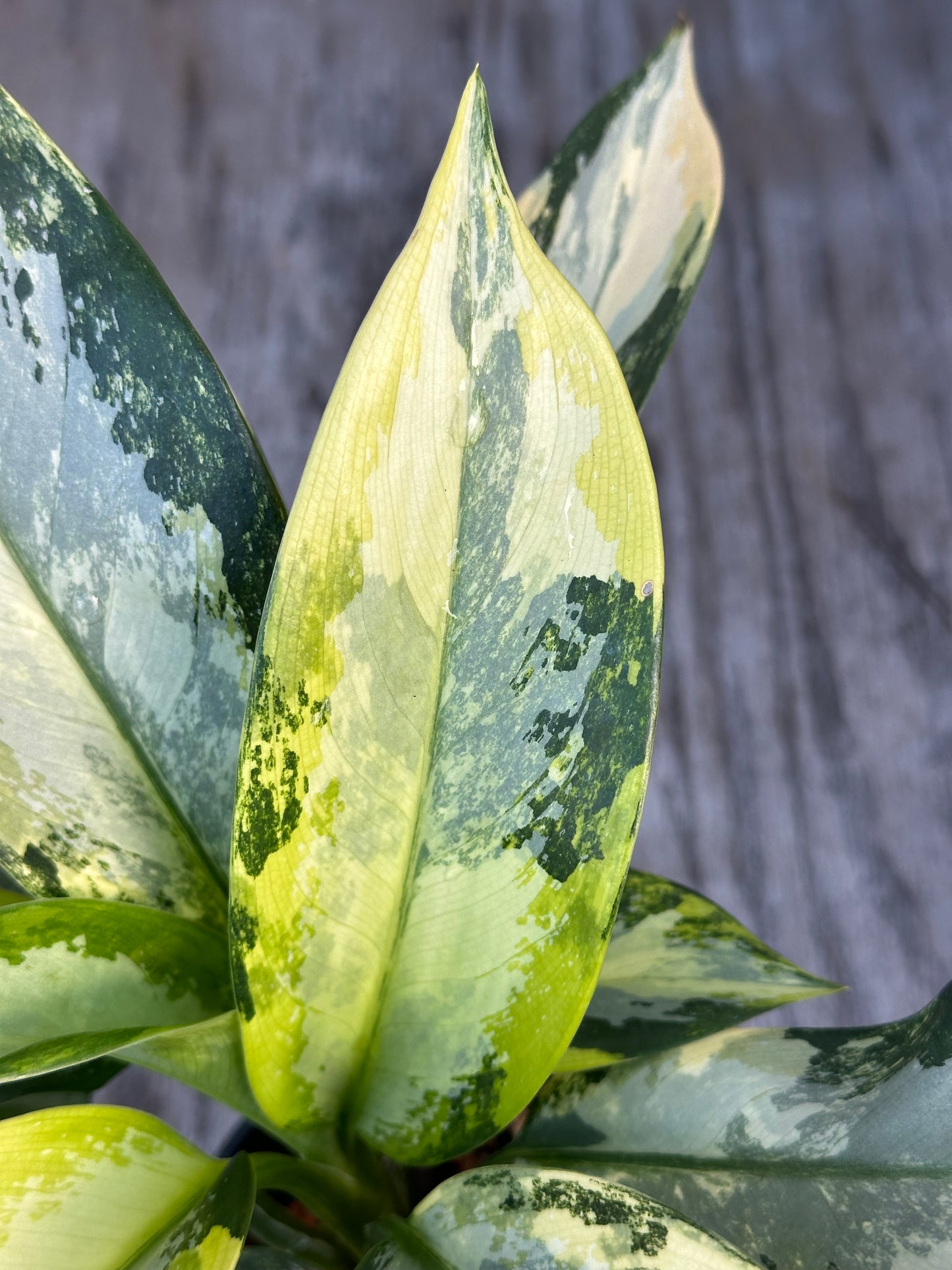 Close-up of a variegated Aglonema Suvarnabhumi 'Airport' leaf, showcasing its unique pattern, growing in a 4-inch pot from Next World Exotics.