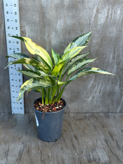 Aglonema Suvarnabhumi Variegated 'Airport' in 4-inch pot with small rocks, showcasing its unique variegated leaves, ideal for exotic houseplant enthusiasts.