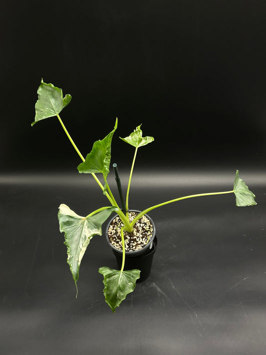Variegated tropical houseplant (130W156) in a black nursery pot, featuring arrow-shaped leaves with cream mottling, ideal for collectors and plant enthusiasts.