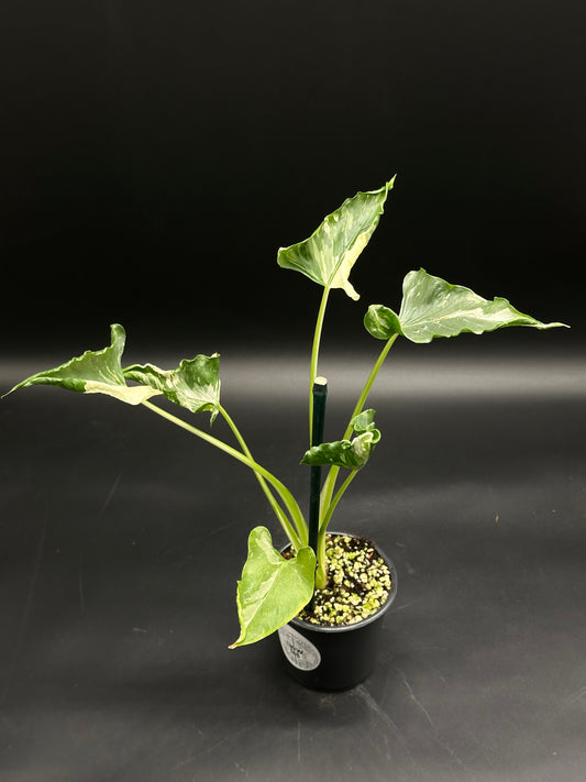 Alocasia cucullata 'Crinkles' Variegated in a black pot, showcasing arrowhead-shaped leaves with creamy white variegation, supported by a short stake.