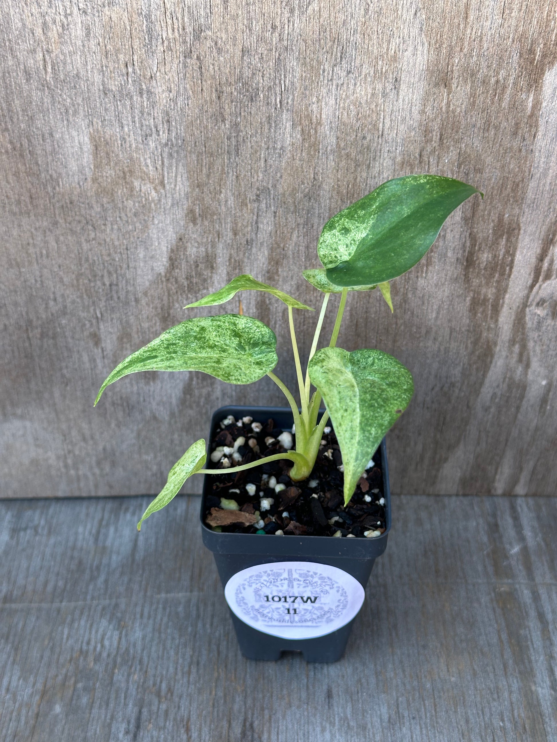 Alocasia Cucullata Variegated plant in a decorative pot with visible variegated leaves, perfect for houseplant enthusiasts seeking rare tropical varieties from Next World Exotics.