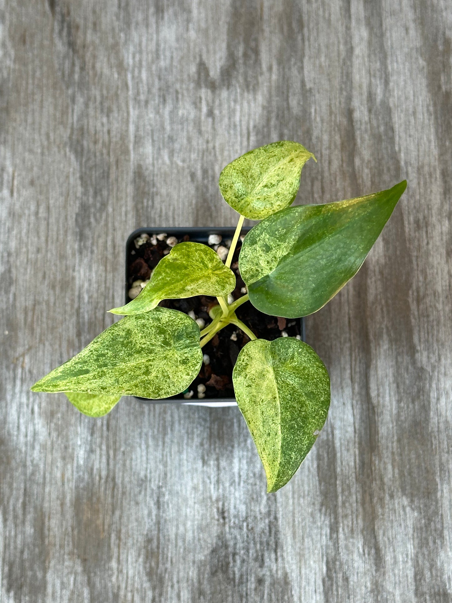 Alocasia Cucullata Variegated in a pot, showcasing its unique, lush leaves, perfect for exotic houseplant enthusiasts from Next World Exotics.