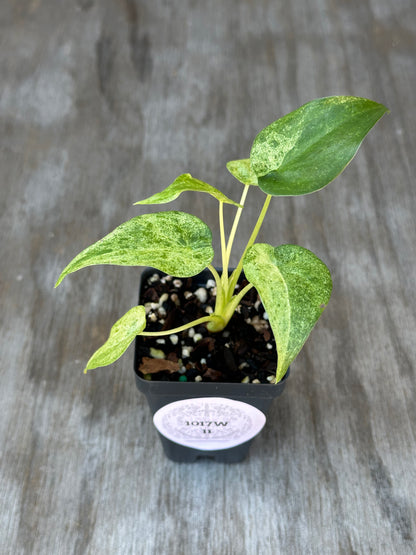 Alocasia Cucullata Variegated in a pot, showcasing lush, variegated leaves, ideal for exotic houseplant enthusiasts from Next World Exotics.