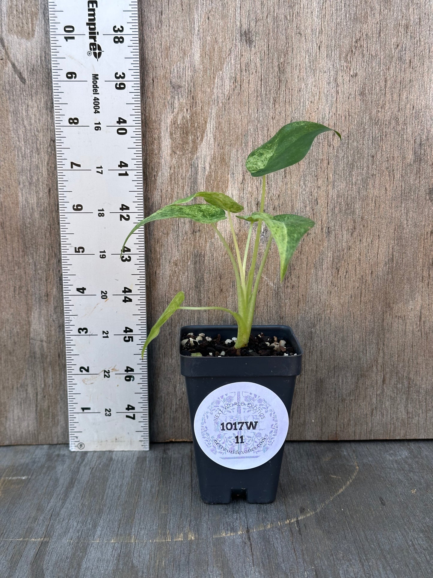 Alocasia Cucullata Variegated in a black pot with a white label, shown next to a ruler for scale, highlighting its tropical houseplant charm.