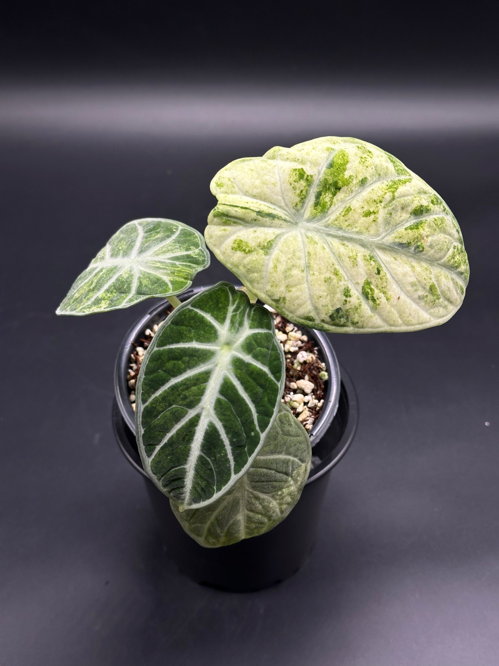 Ninja Splash Alocasia reginula 'Ninja Splash' (130W063) – Next World Exotics
