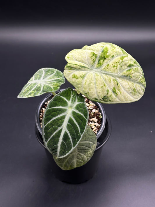 Alocasia reginula 'Ninja Splash' in black pot, showcasing large heart-shaped leaves with velvety texture and striking silvery-white variegation against deep emerald green.