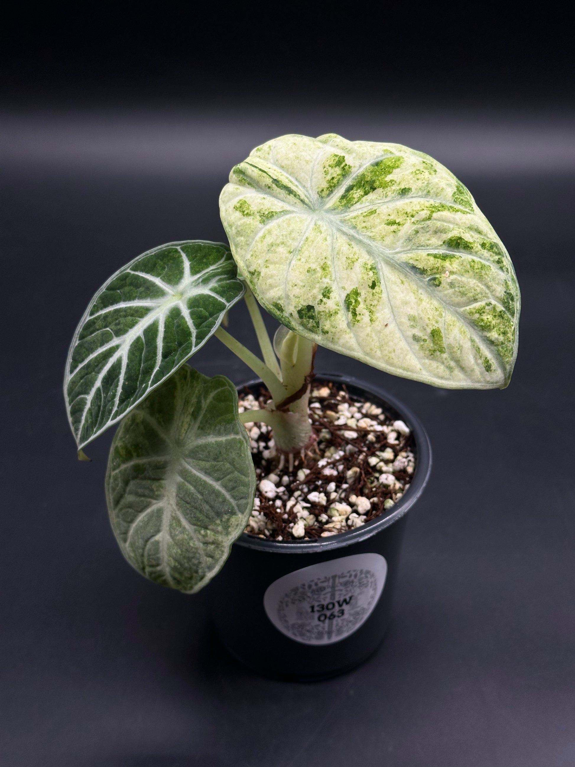 Ninja Splash Alocasia reginula 'Ninja Splash' (130W063) – Next World Exotics