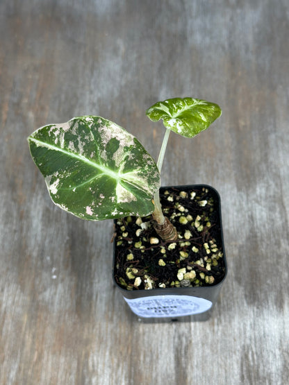 Alocasia Regniula cv. 'Pink Black Velvet'