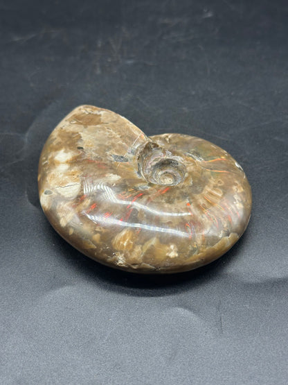 Close-up of Ammonite Fossil (1212W30), showcasing its intricate spiral pattern, highlighting its natural invertebrate form, suggestive of a timeless geological treasure.