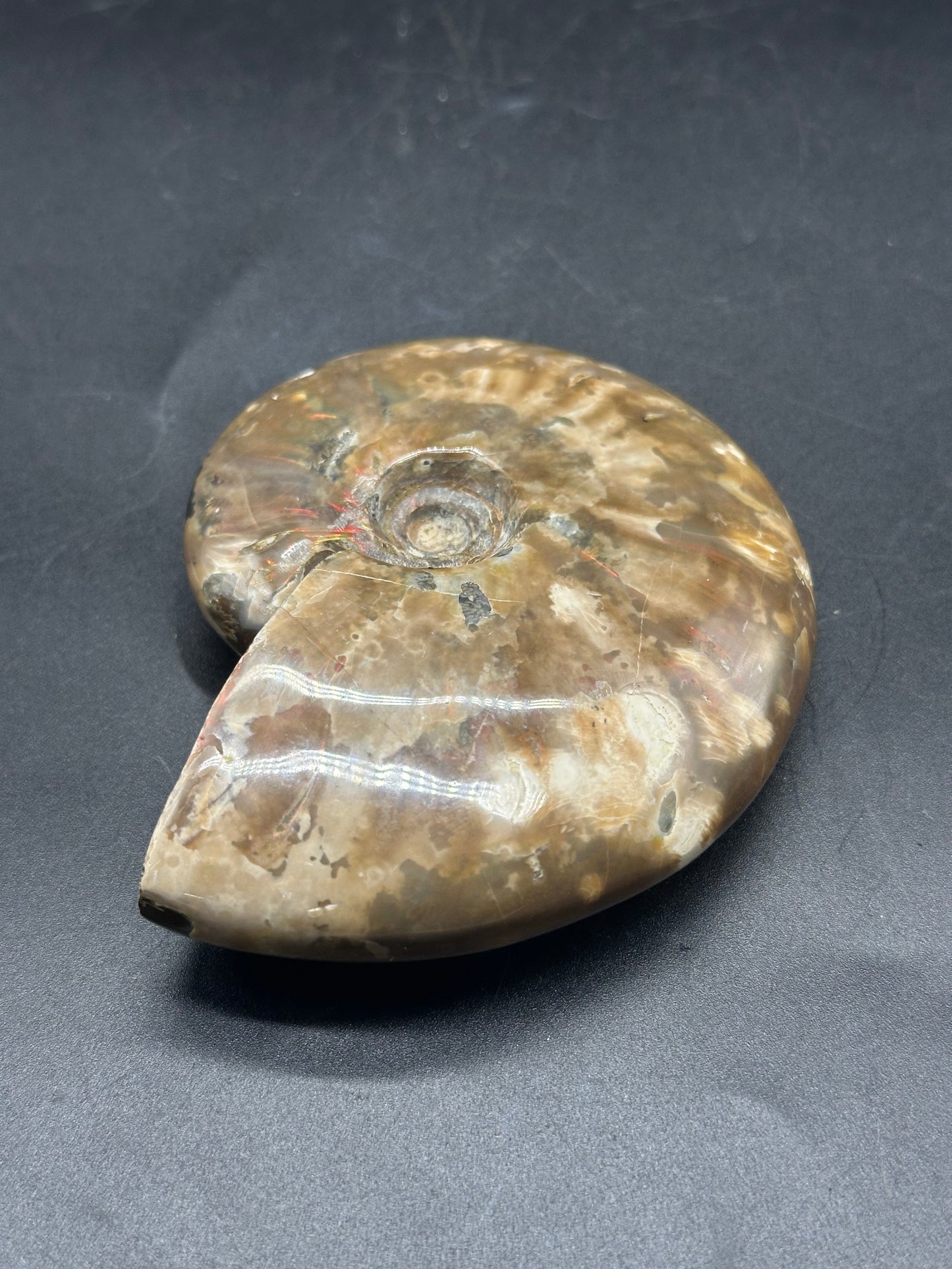 Ammonite Fossil (1212W30): Close-up of a spiral shell fossil, highlighting its intricate patterns and textures, indicative of its ancient, mineralized form.