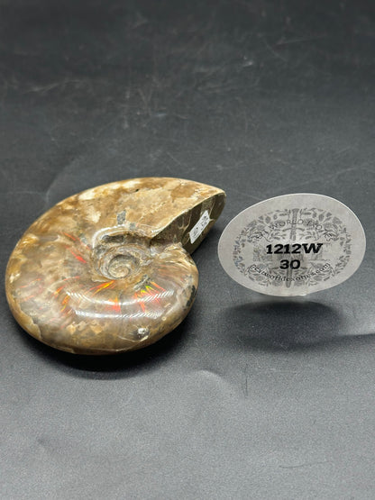 Ammonite Fossil (1212W30) with distinct spiral pattern, accompanied by a round sticker displaying numbers and text, showcased in a still life photography setup.