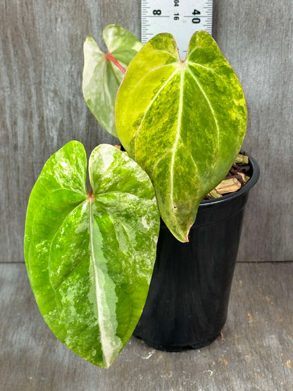 anthurium ellipticum variegated Anthurium Papillilaminum Variegated 'Thai' (APTV2) π± β Next World Exotics