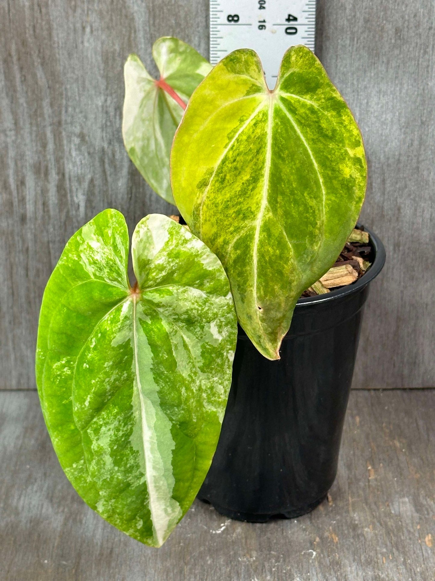 Anthurium Papillilaminum Variegated 'Thai' (APTV2) 🌱 displayed in a pot, showcasing its distinctive, dark green heart-shaped leaves.