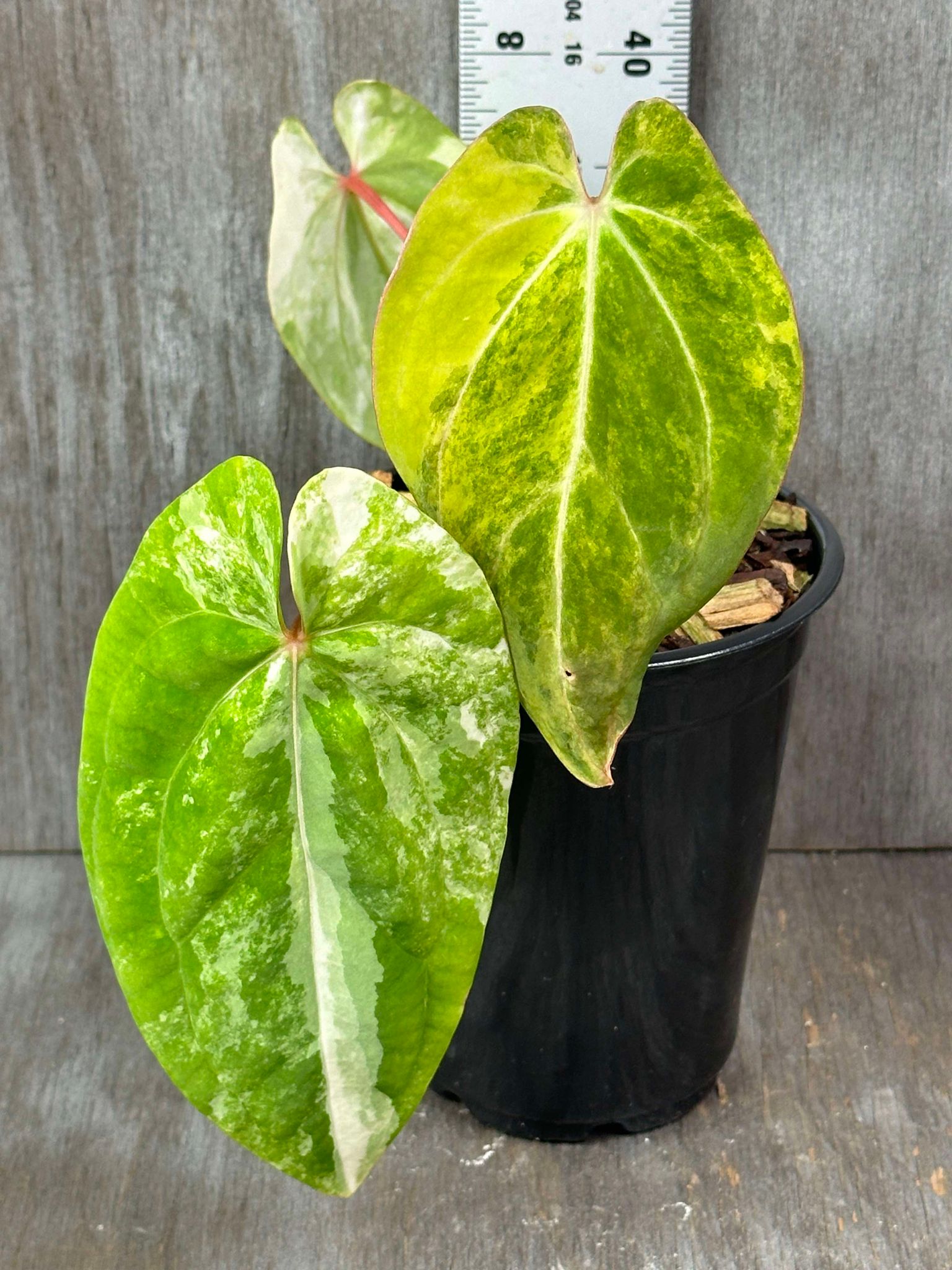 Anthurium Papillilaminum Variegated 'Thai' (APTV2) 🌱 displayed in a pot, showcasing its distinctive, dark green heart-shaped leaves.