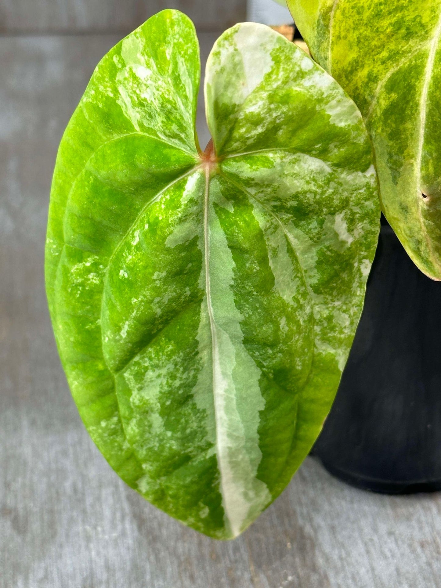 Close-up of Anthurium Papillilaminum Variegated 'Thai' (APTV2) leaf, showcasing its heart-shaped form and intricate texture.