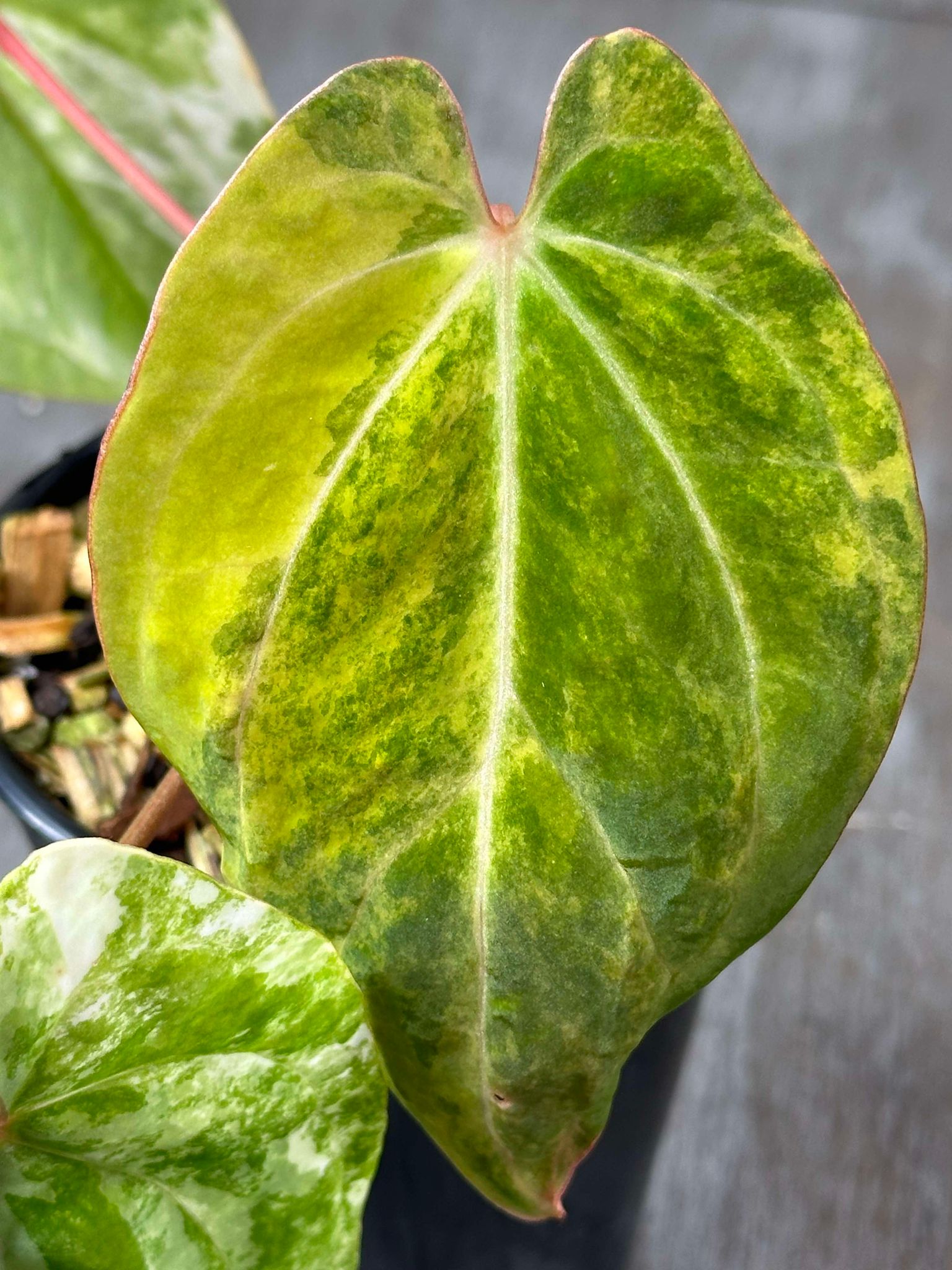 Close-up of Anthurium Papillilaminum Variegated 'Thai' (APTV2) showing its dark green, heart-shaped leaf with distinct variegation patterns.