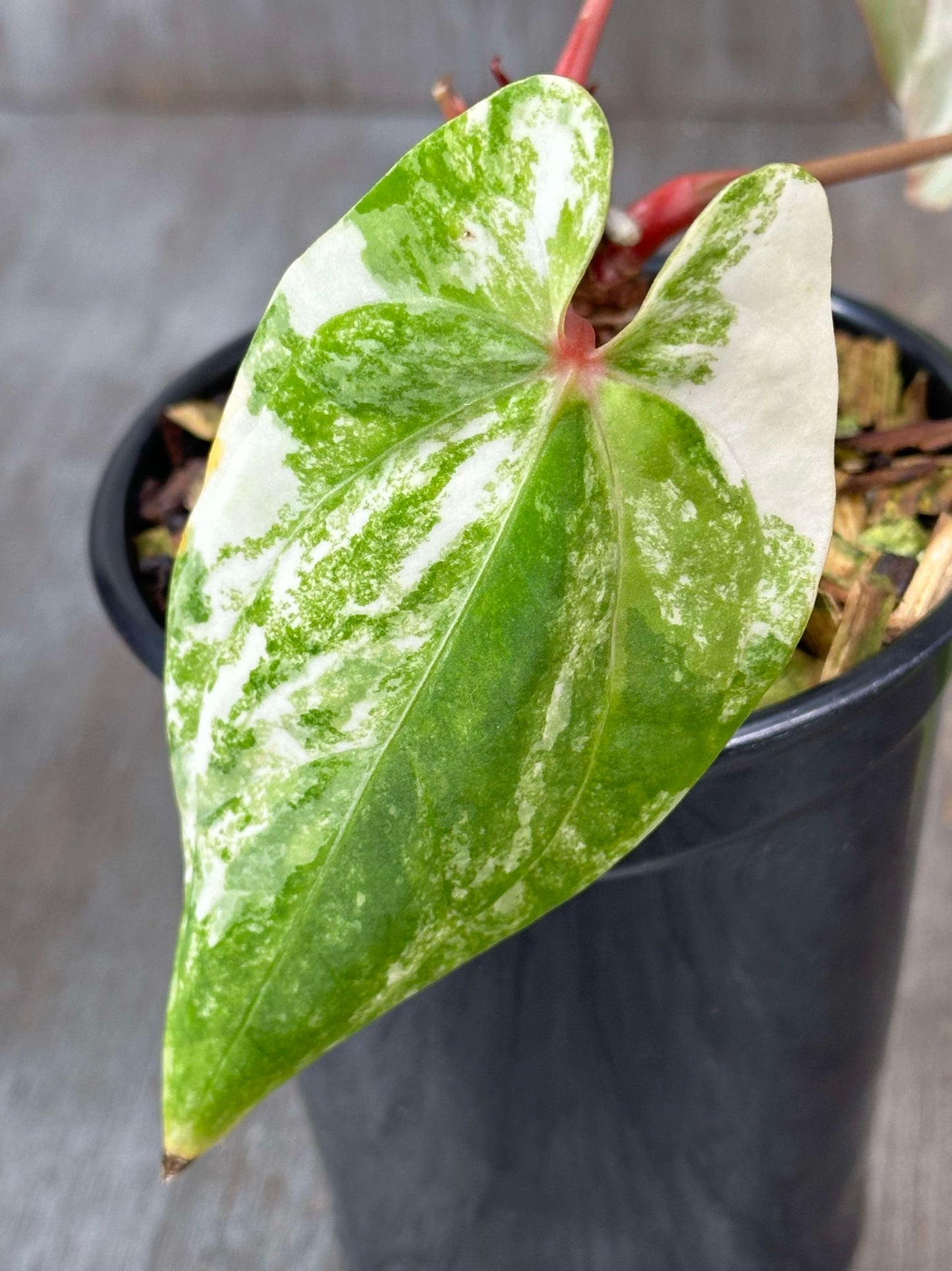 Anthurium Papillilaminum Variegated 'Thai' (APTV2) 🌱 in a black pot, showcasing its distinctive green and white heart-shaped leaves.