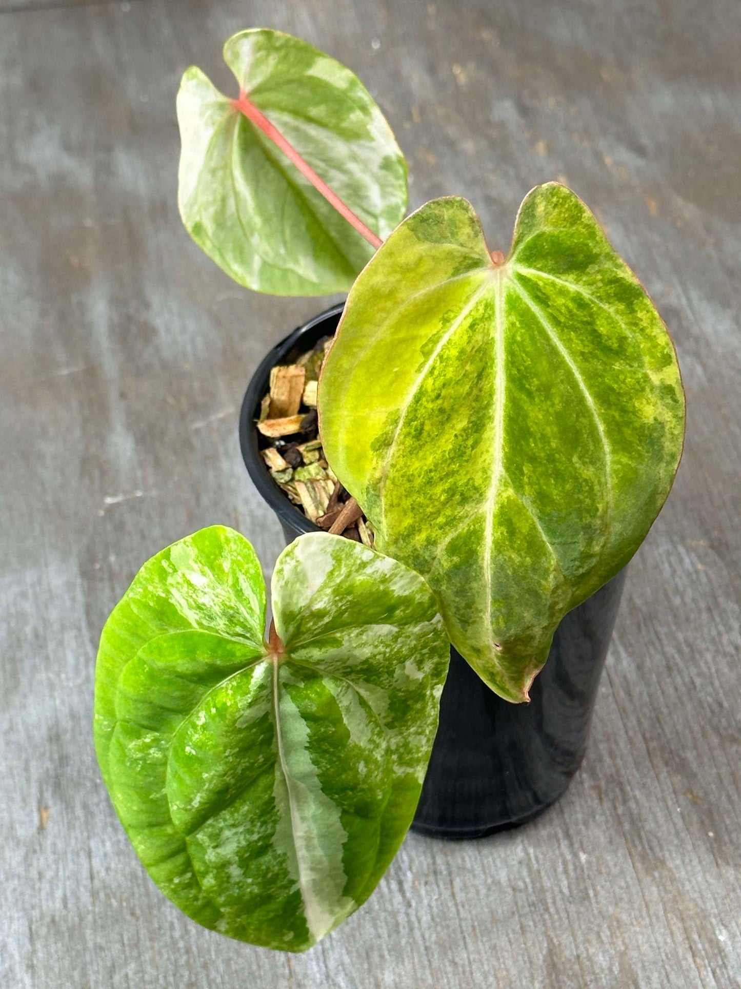 Anthurium Papillilaminum Variegated 'Thai' (APTV2) 🌱 in a black pot, featuring distinct heart-shaped leaves with intricate patterns.