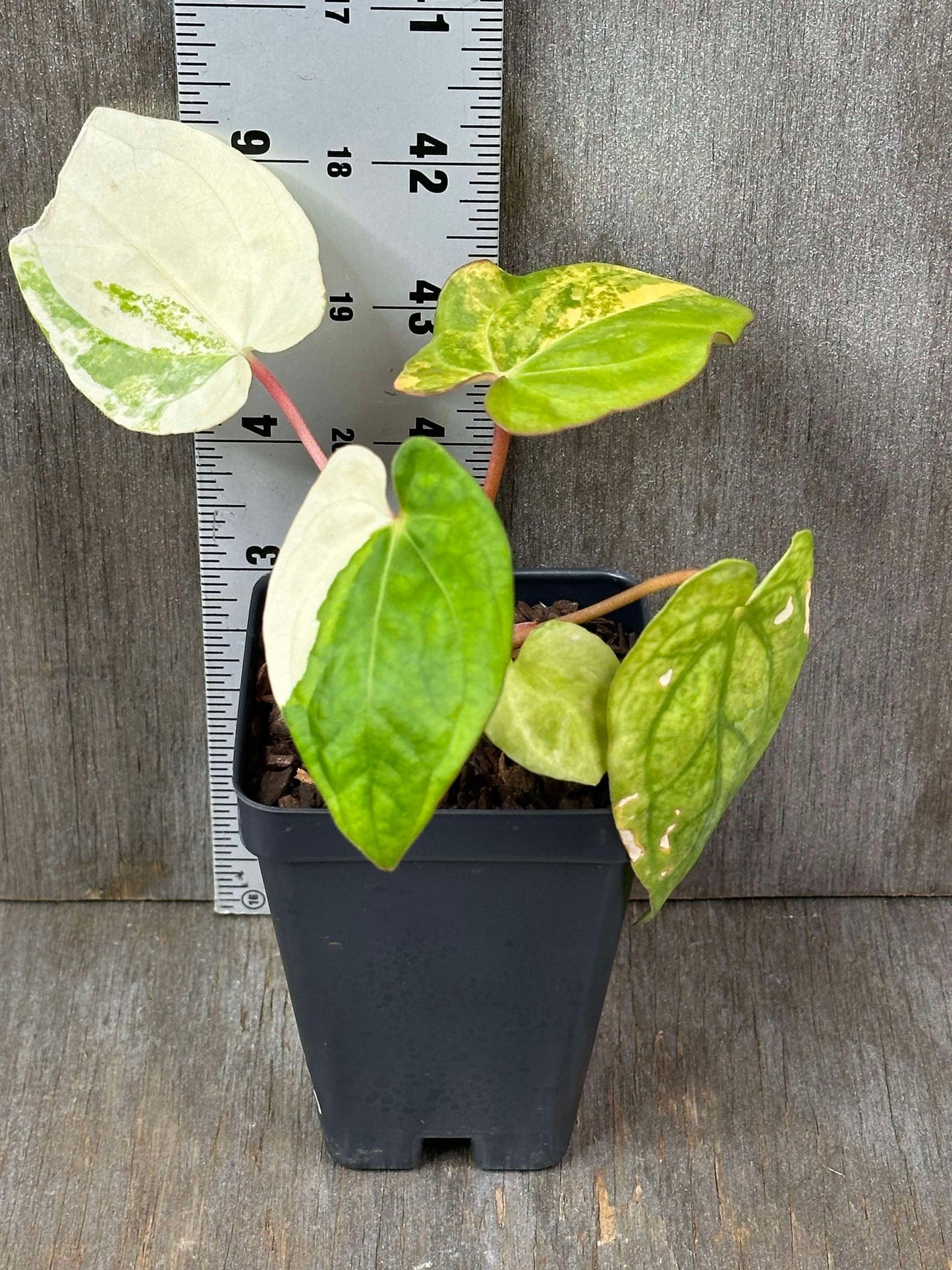 Anthurium Papillilaminum Variegated 'Thai' (APVT1) in a 2.5-inch pot, featuring heart-shaped leaves and a ruler for scale.