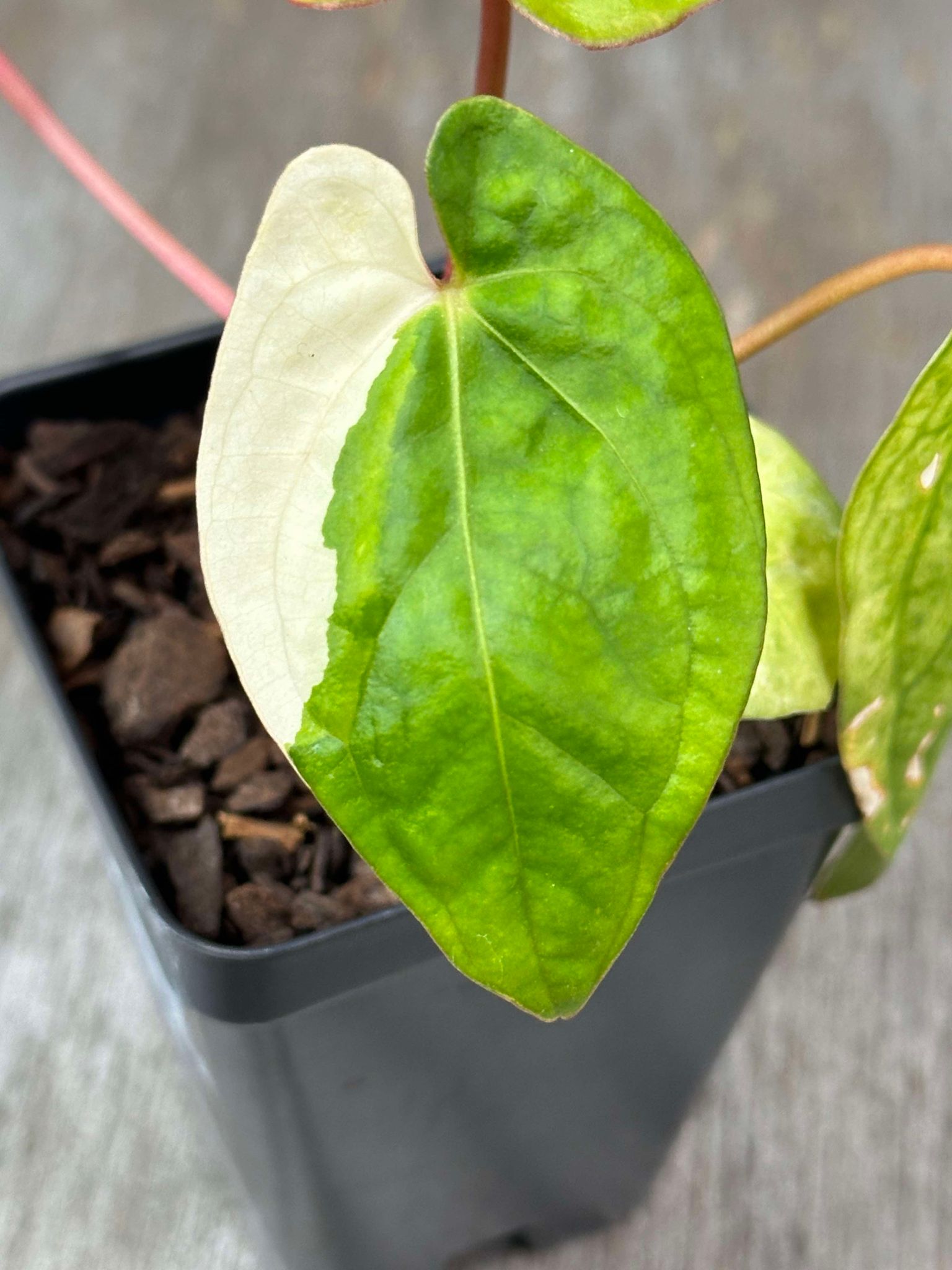 Anthurium Papillilaminum Variegated 'Thai' (APVT1) 🌱 in a 2.5-inch pot, showcasing its distinctive green and white variegated leaf pattern.