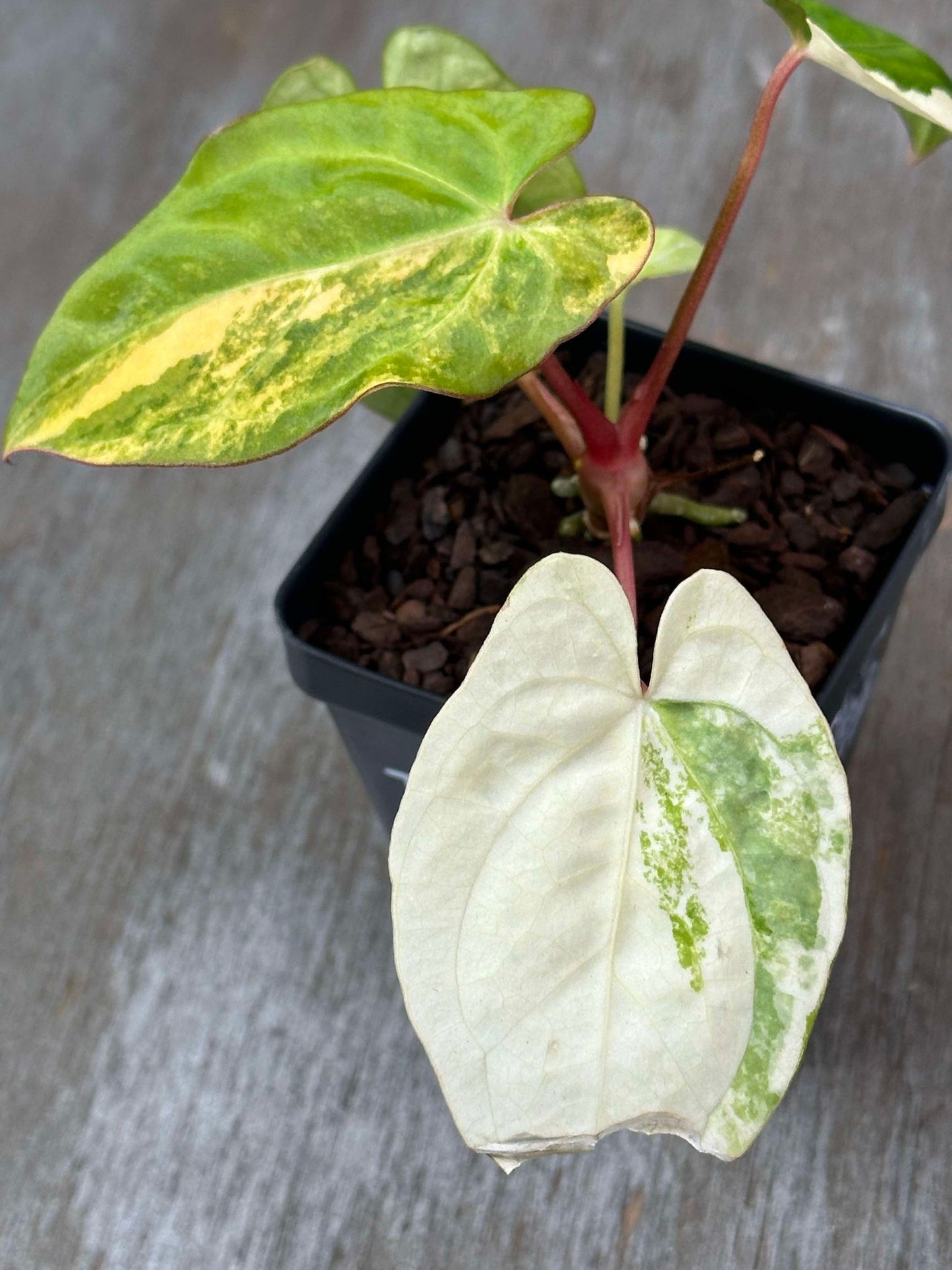 Anthurium Papillilaminum Variegated 'Thai' (APVT1) 🌱 in a 2.5-inch pot, featuring heart-shaped leaves with variegation.