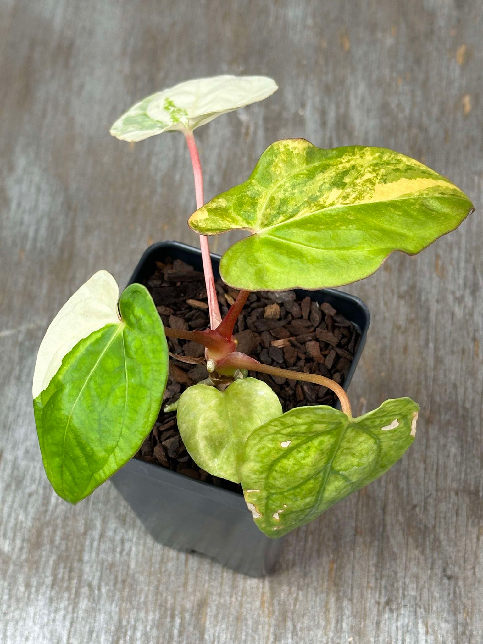 Anthurium Papillilaminum Variegated 'Thai' in a 2.5-inch pot with heart-shaped, dark green leaves on short stems.