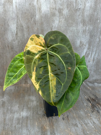 Anthurium Ace of Spades x Tim Anderson Long Leaf Variegated 727WEB006