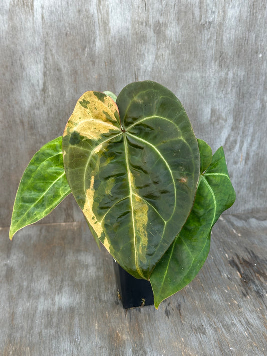 Anthurium Ace of Spades x Tim Anderson Long Leaf Variegated 727WEB006