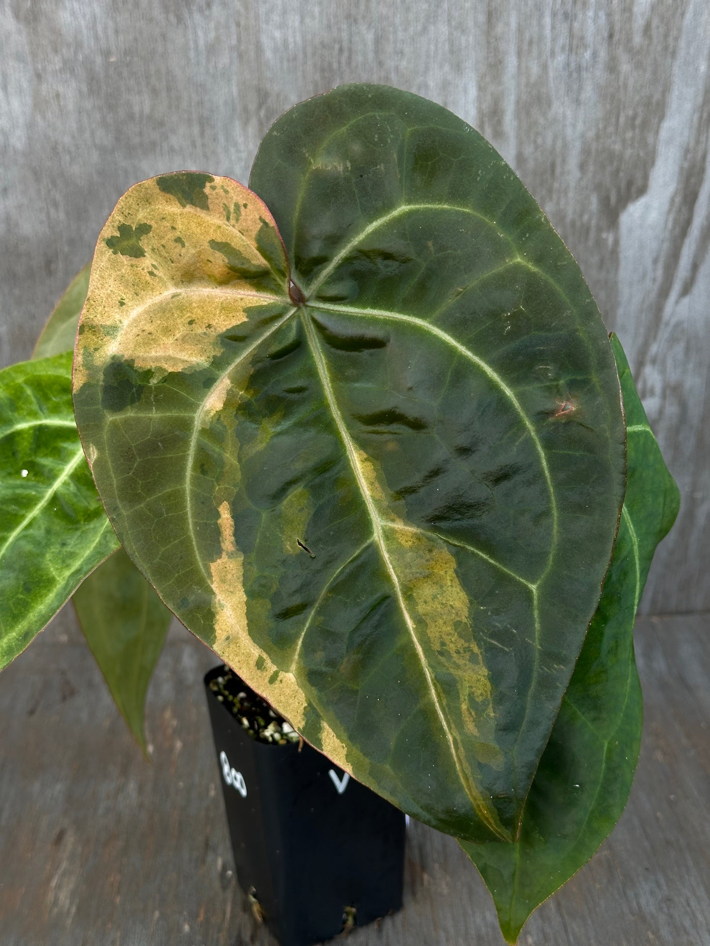 Anthurium Ace of Spades x Tim Anderson Long Leaf Variegated 727WEB006