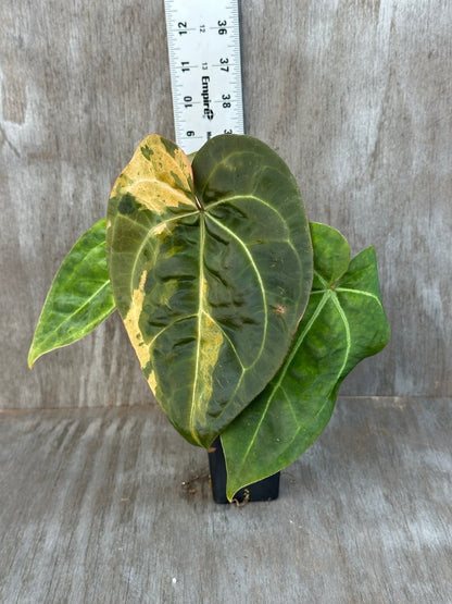 Anthurium Ace of Spades x Tim Anderson Long Leaf Variegated 727WEB006