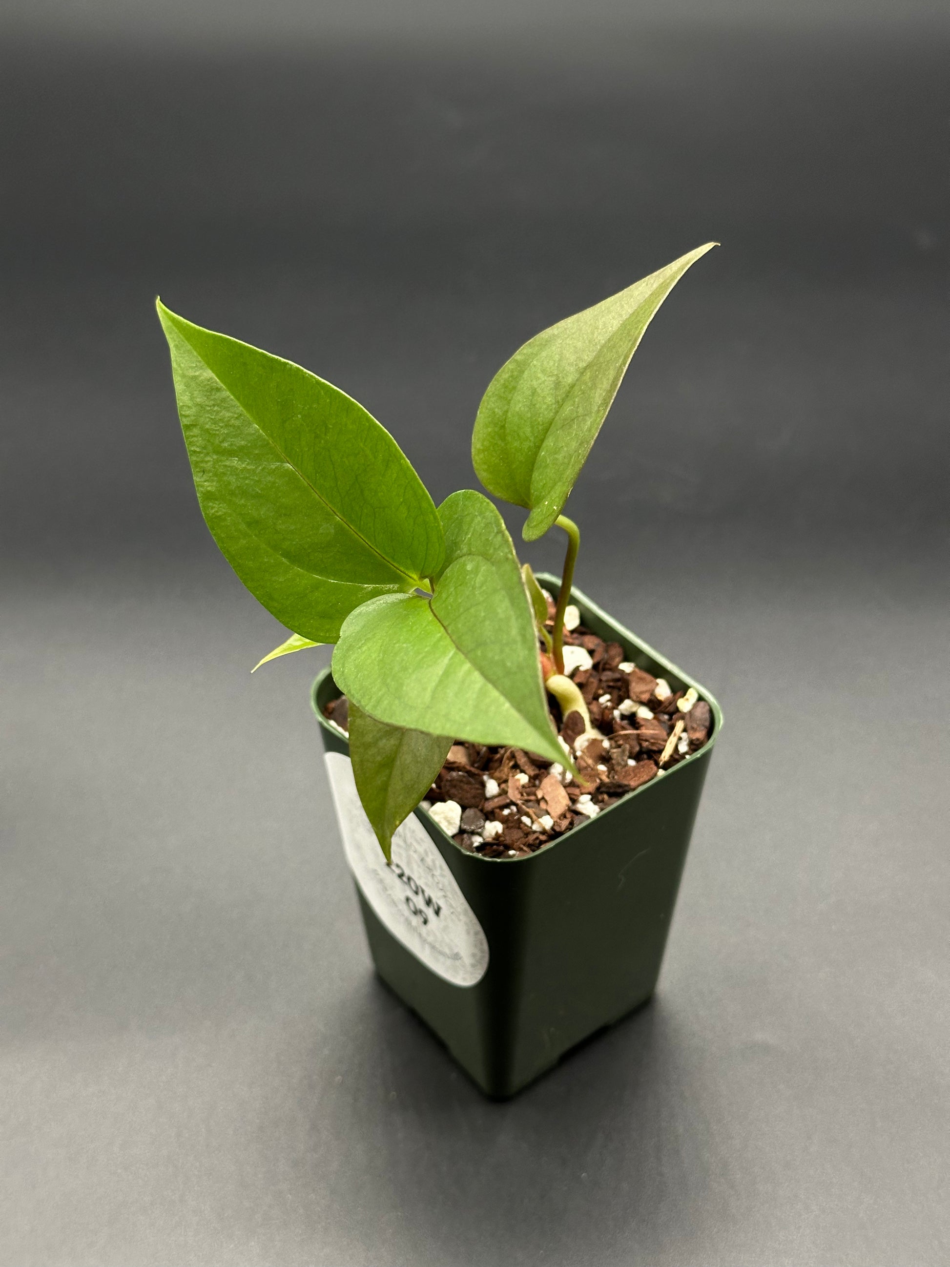 Anthurium Birdsnest Seedling in a small pot, showcasing lush green leaves, ideal for collectors seeking rare, exotic houseplants.