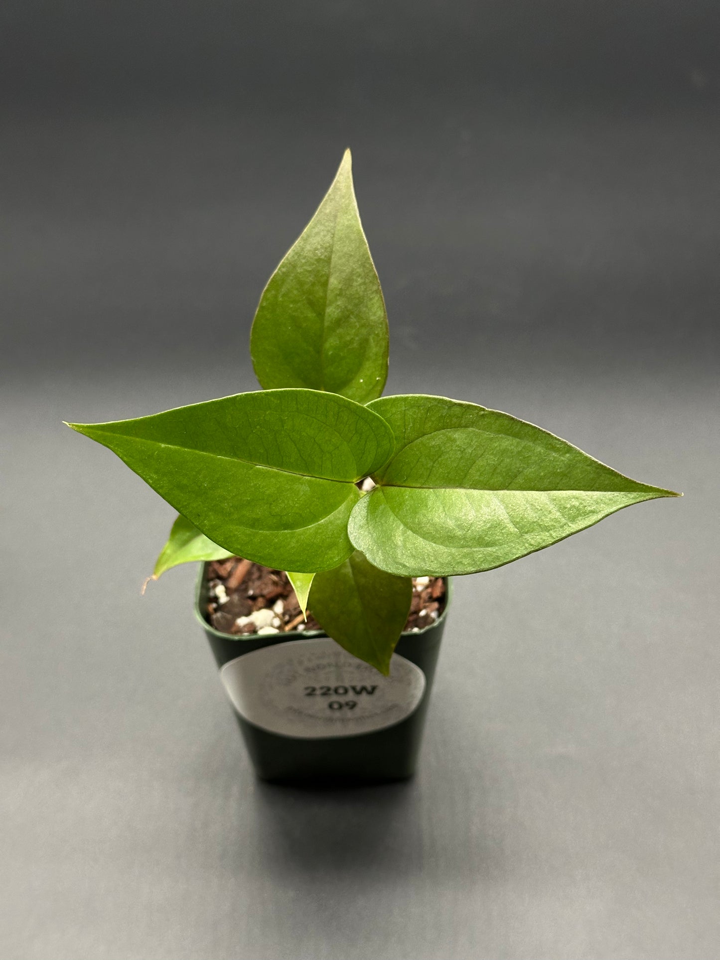 Anthurium Birdsnest Seedling in a 2.25-inch pot, showcasing lush green leaves, perfect for rare plant enthusiasts seeking variegated tropical houseplants.