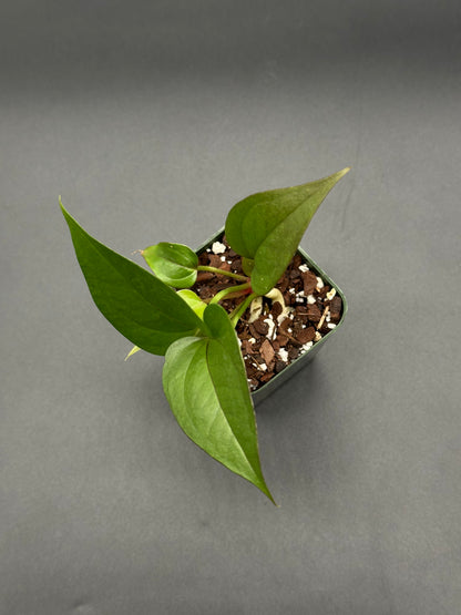 Anthurium Birdsnest Seedling (220W09) in a 2.25-inch pot, showcasing lush green leaves, available at Next World Exotics for rare plant enthusiasts.