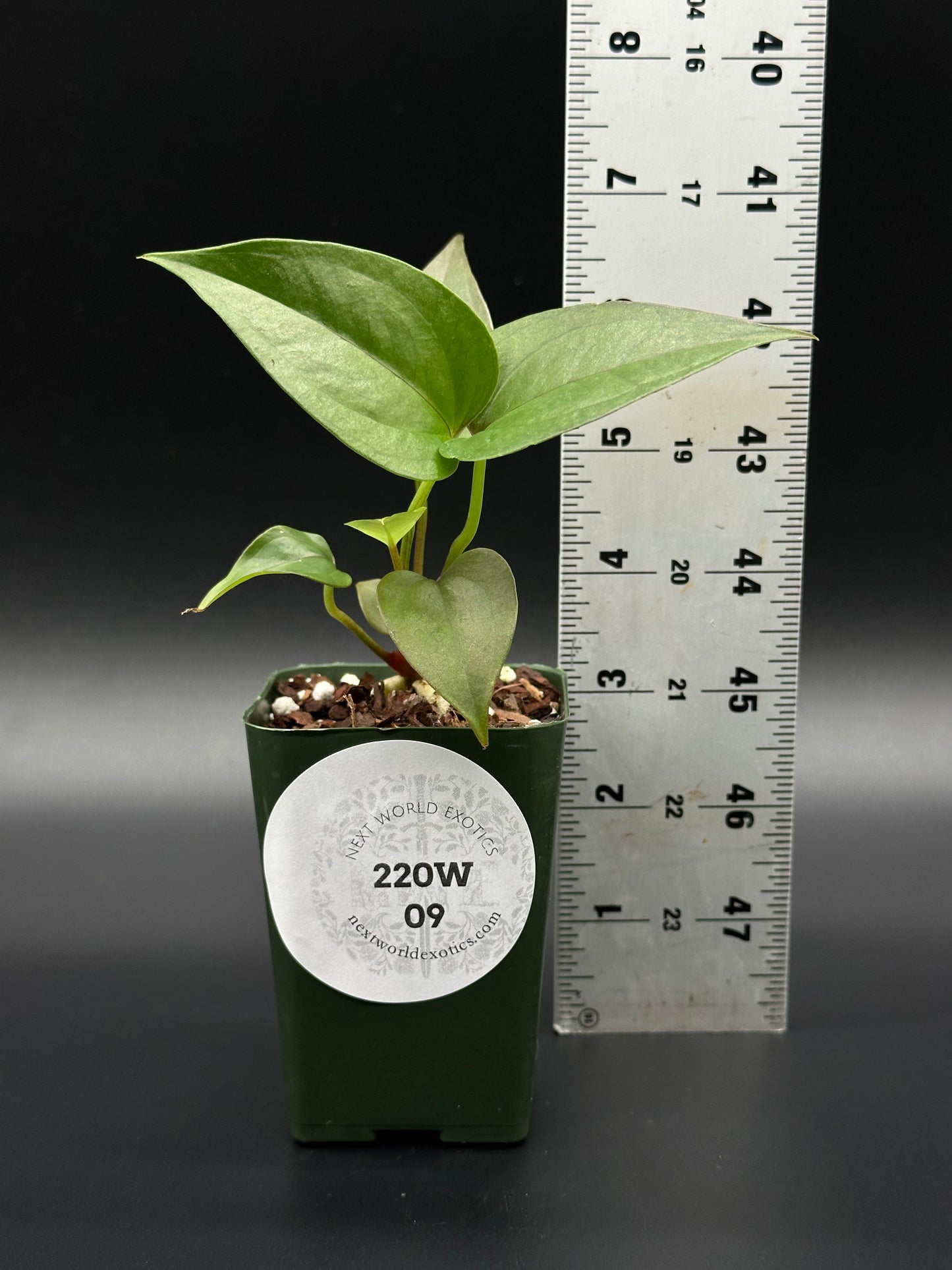 Anthurium Birdsnest Seedling in a 2.25-inch pot next to a ruler, showcasing its size. Ideal for exotic houseplant enthusiasts.