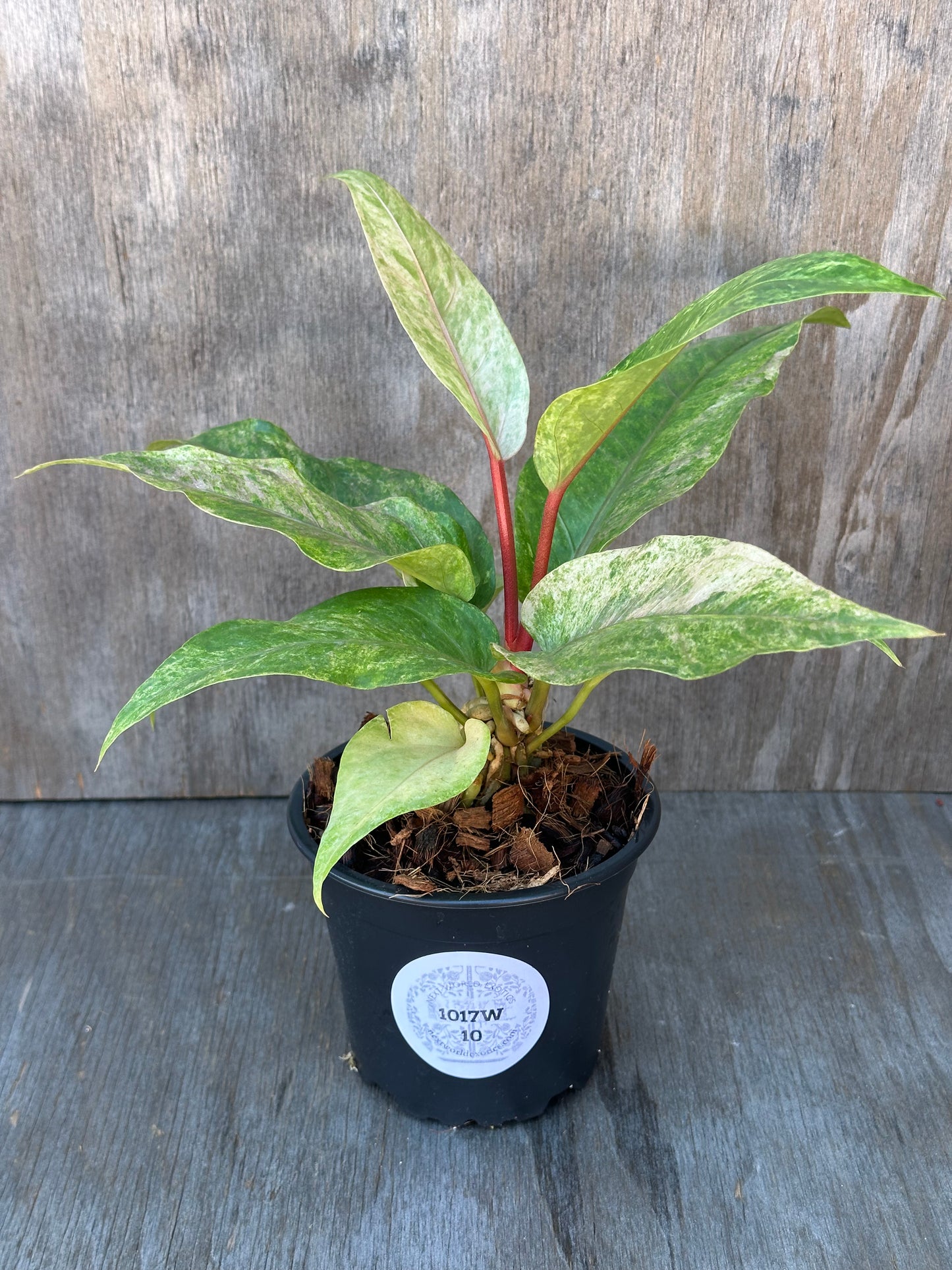 Anthurium Birdsnest Variegated in a 2.25-inch pot, showcasing distinct white variegation. Part of Next World Exotics' rare tropical houseplant collection.